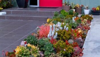 34 Succulent Landscape Design Ideas for a Perfect Outdoor Space