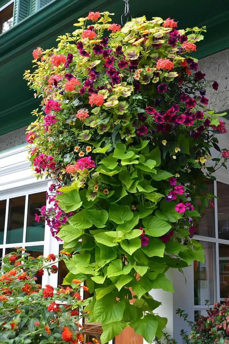 Save and pick your favorite hanging basket designs from our list. For more designs go to backyardmastery.com