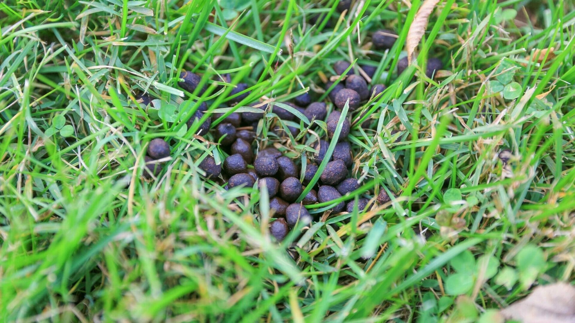 Photo of Deer Poop in Yard Lawn