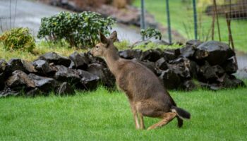 How to Get Rid of Deer Poop in Yard?
