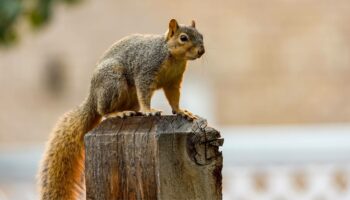 How to Attract Squirrels to the Backyard?