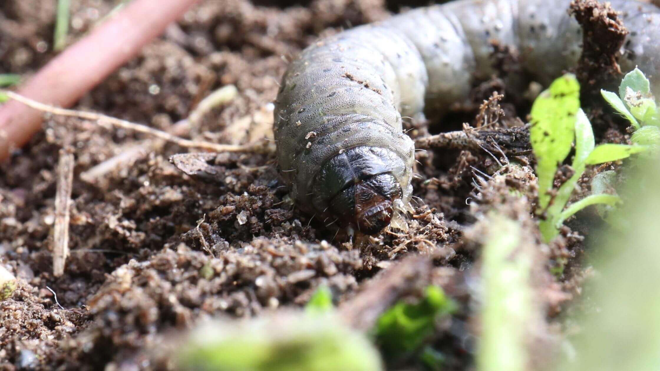 Photo close-up of a grub worm