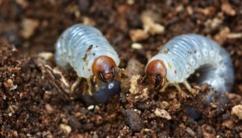 What Are Grub Worms? (How to Get Rid of Them?)