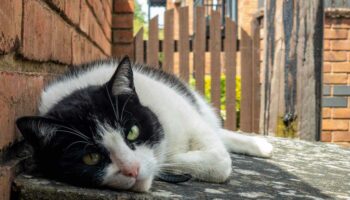 How to Keep a Cat in the Yard? – Proven Ways to Train a Cat to Stay in the Yard