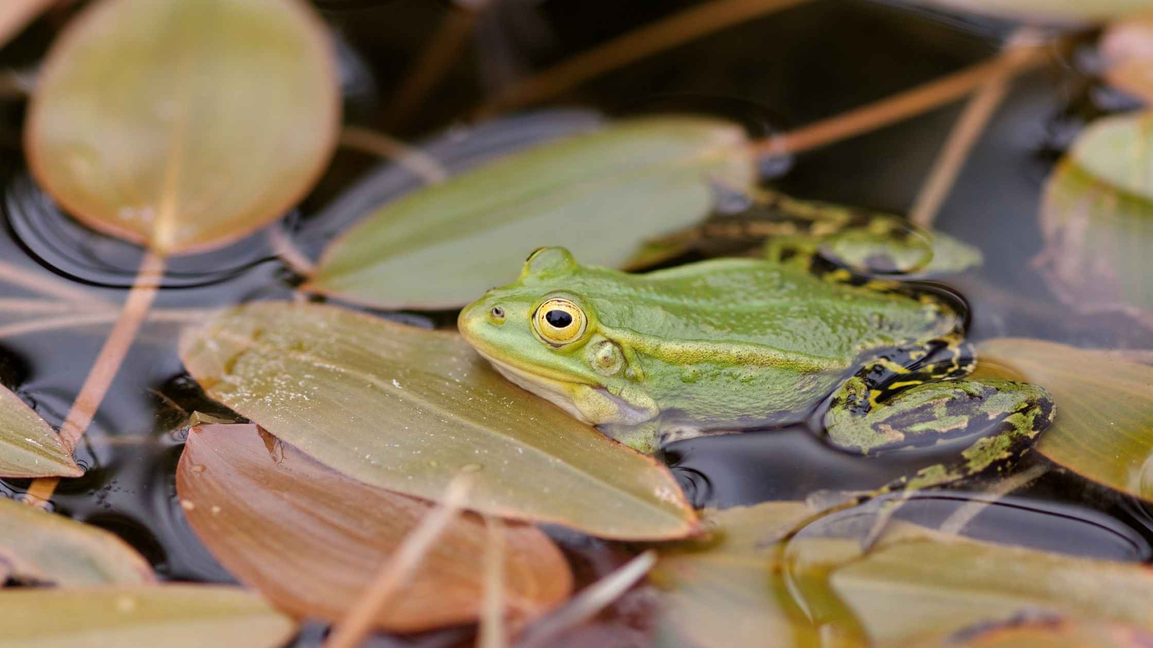 How to keep frogs away. Photo of a frog on a pond.