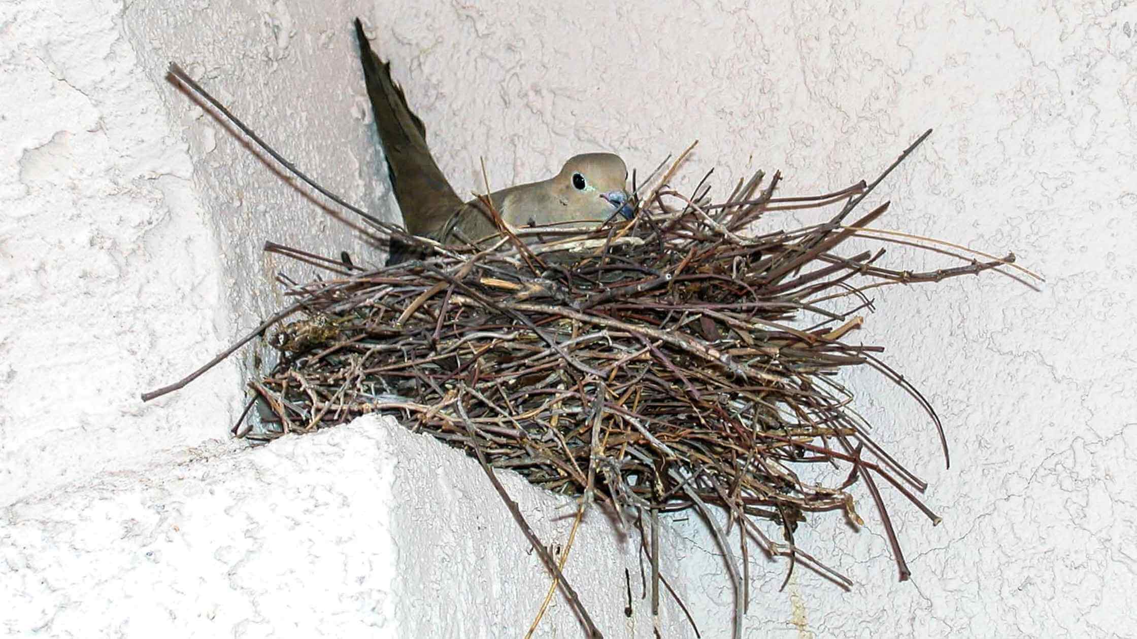 How to stop birds from nesting on your porch?