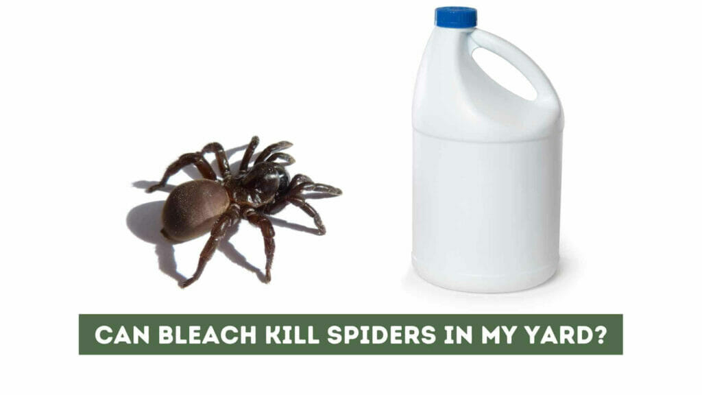 Photo of a spider near a bleach bottle. Can bleach kill spiders?