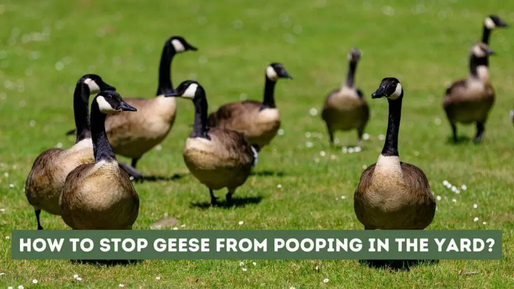 Photo of 9 Geese walking in the yard lawn. How to stop Geese from pooping in the yard?