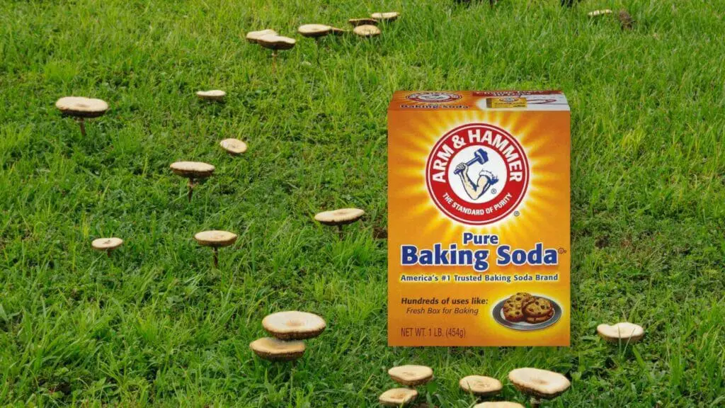 Photo of a package of baking soda in a lawn with mushrooms.