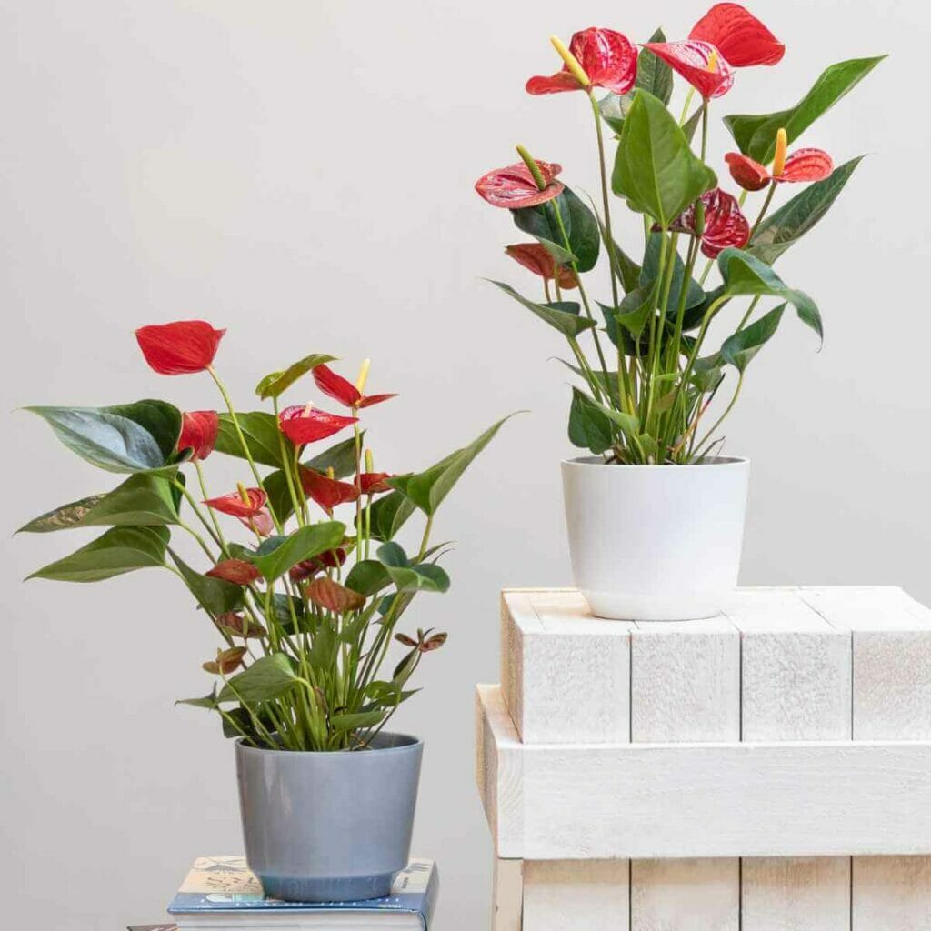 Photo of two Anthurium plants, one planted in a grey pot and the other on a white pot.