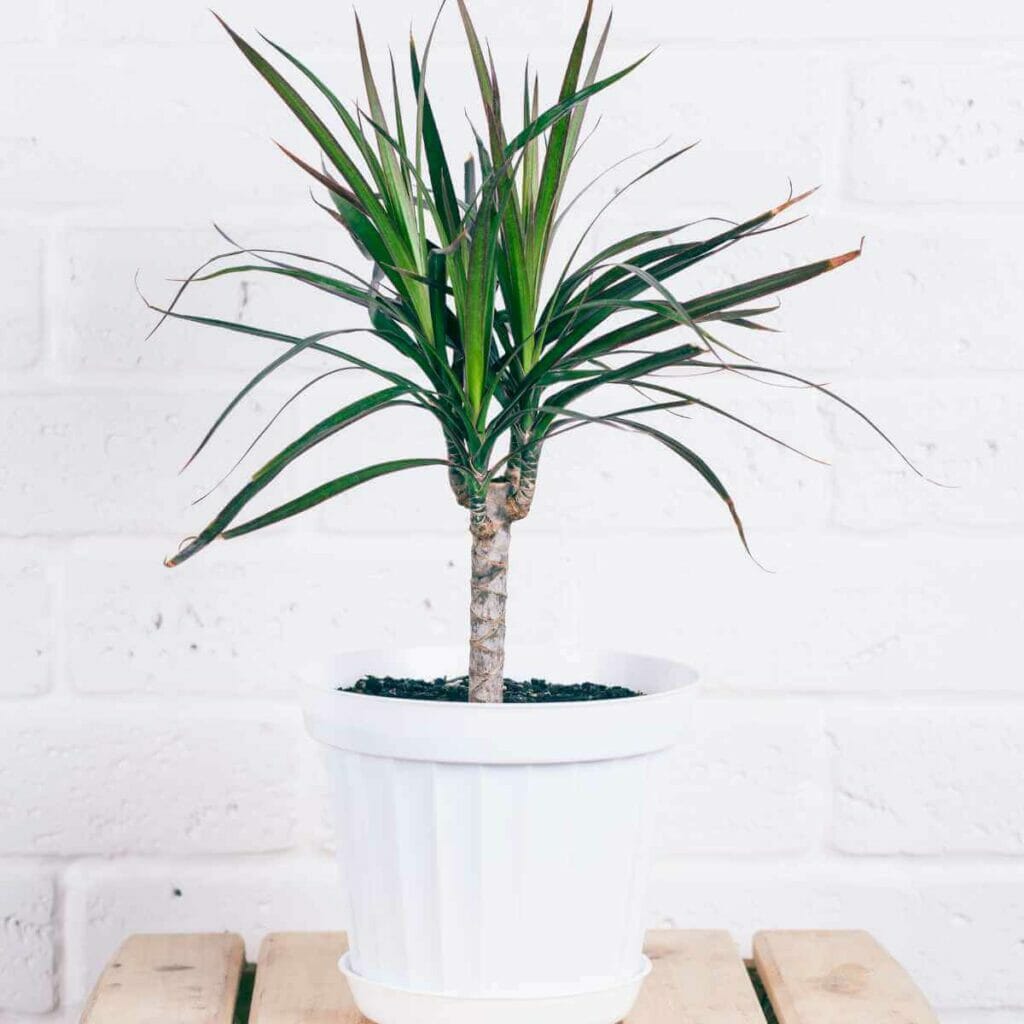 Photo of a Dracaena plant planted in a white pot.