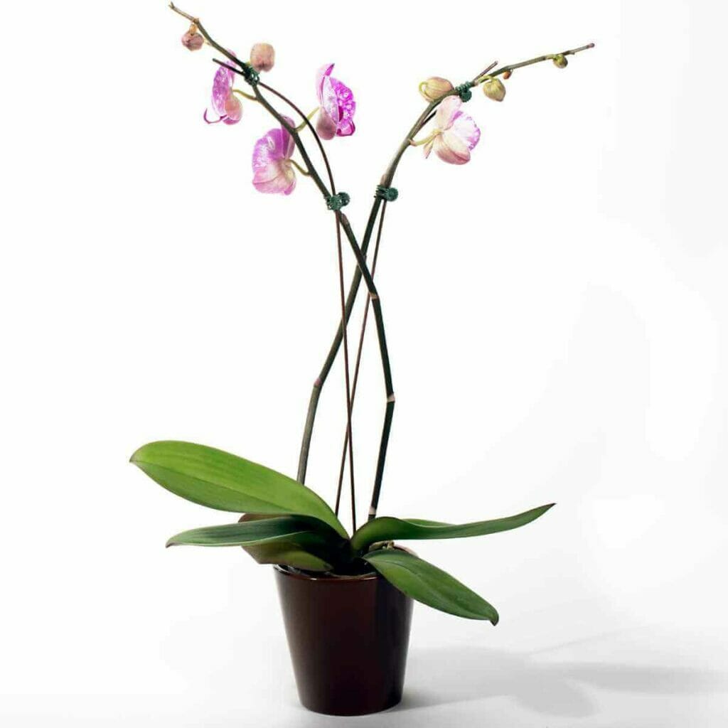 Photo of an orchid planted in a black pot.