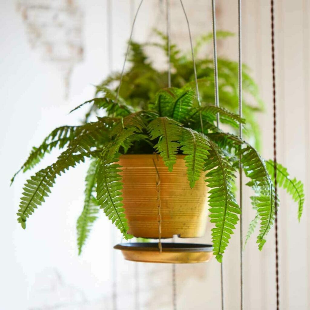 Photo of a Boston Fern plant planted and hanging in a terracotta pot.
