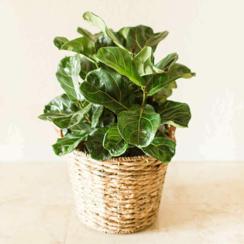 Photo of a Fiddle-leaf Fig plant, planted inside a wicker basket.