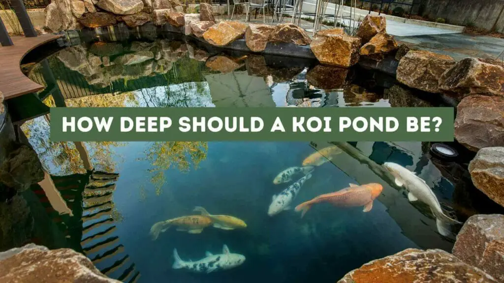 Photo of a Koi pond with Koi fish swimming around. How Deep Should a Koi Pond Be?