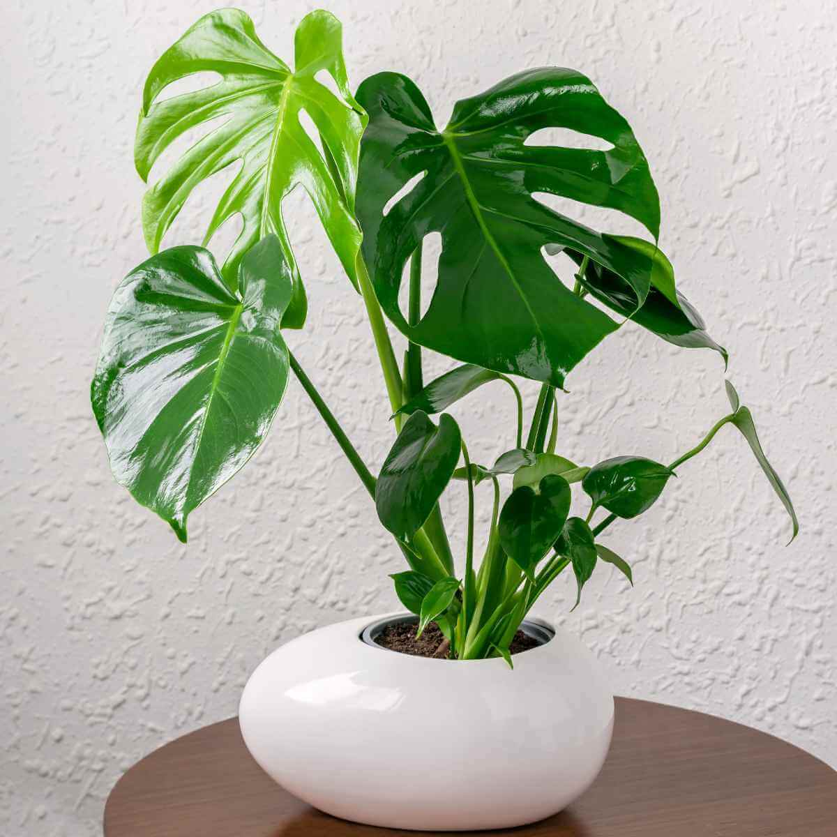 Photo of a Monstera plant in a white pot, planted with LECA.