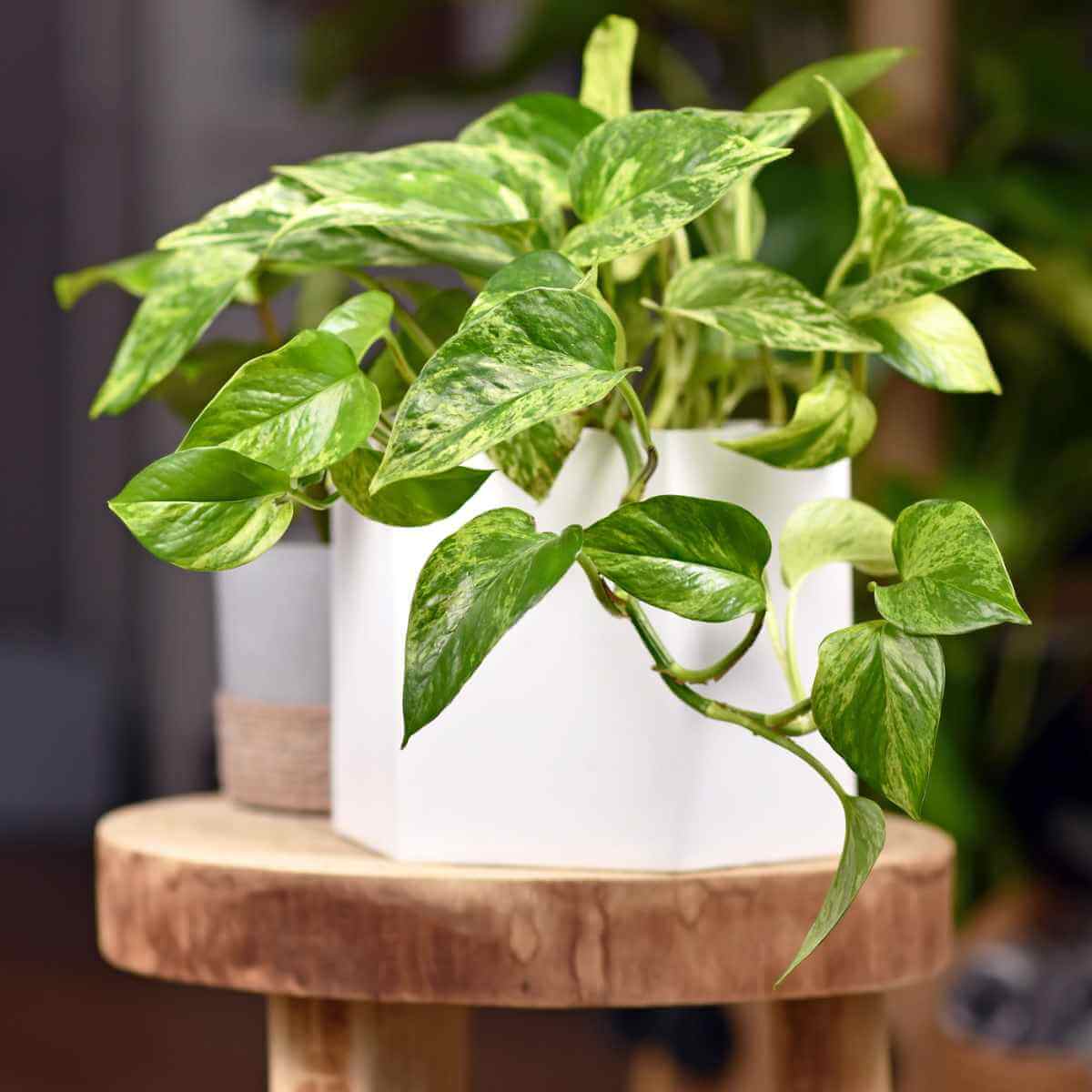 Photo of a Pothos plant in a white pot.