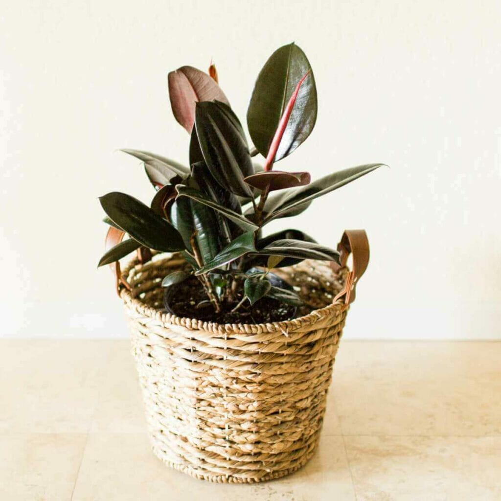 Photo of a Rubber Plant planted in a black pot inside a wicker basket.