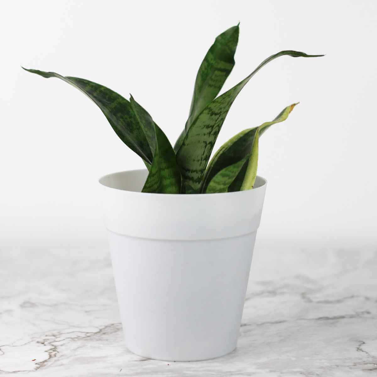 Photo of a snake plant in a white pot.