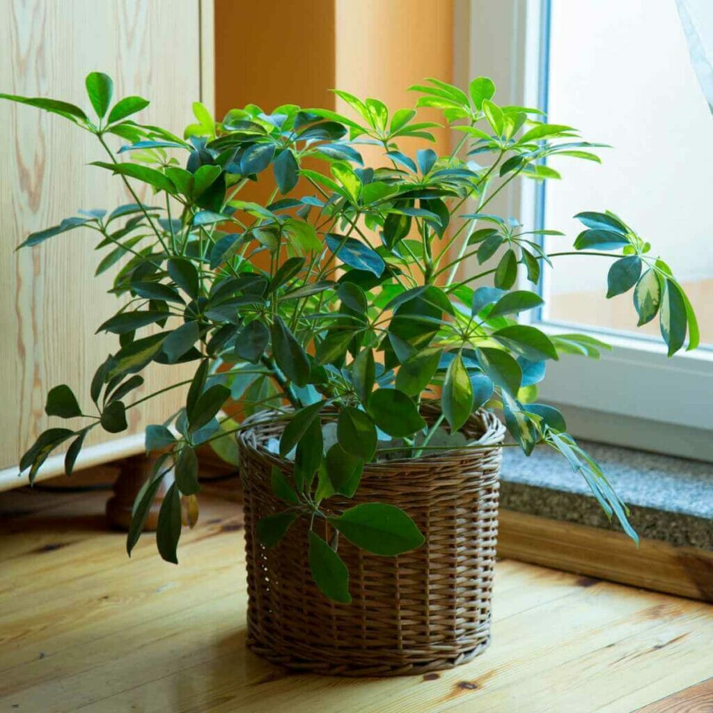 Photo of an Umbrella Plant planted inside a wicker basket
