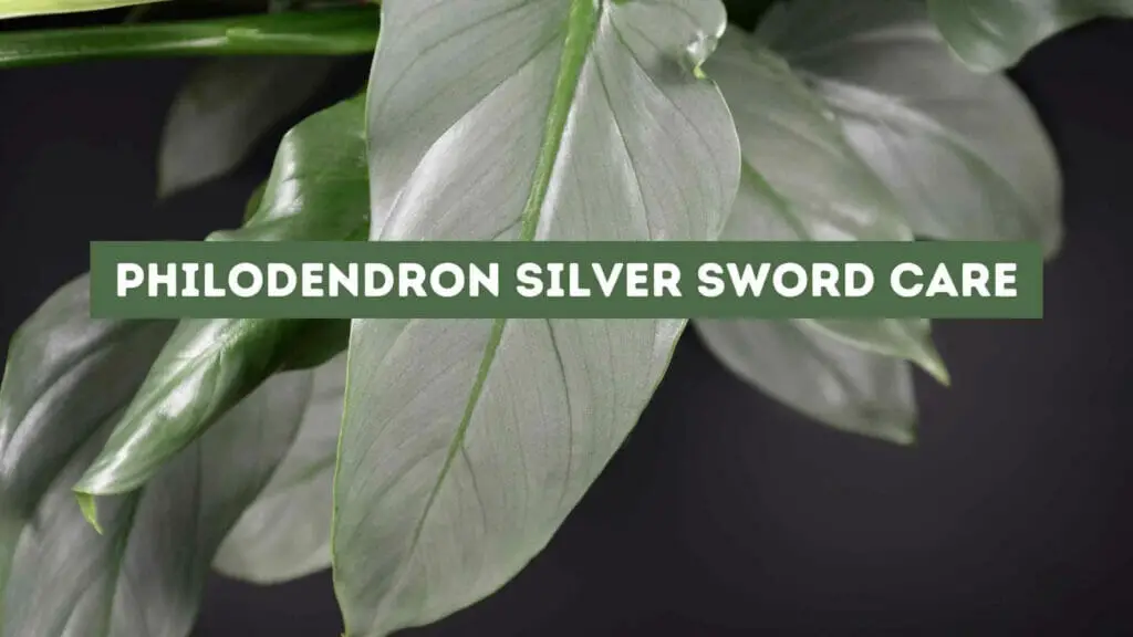 Phot of a Philodendron Silver Sword in a black background. Philodendron Silver Sword Care