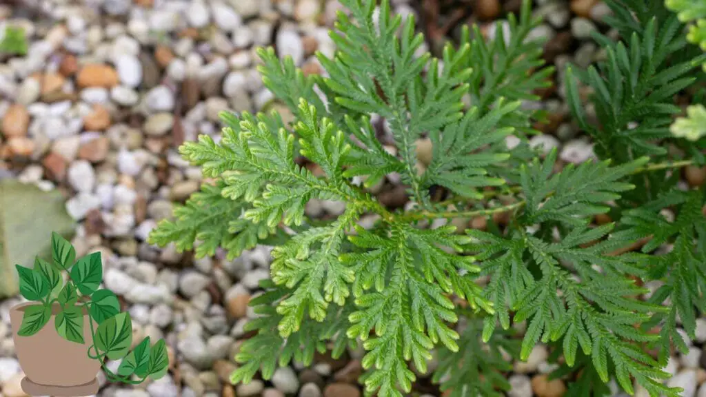 Photo of a planted Selaginella in the garden.
