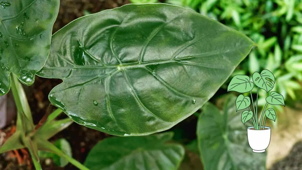 Photo of a big Alocasia Wentii leaf.