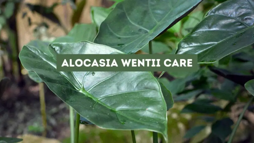 Photo of a big Alocasia Wentii leaf. Alocasia Wentii Care tips.