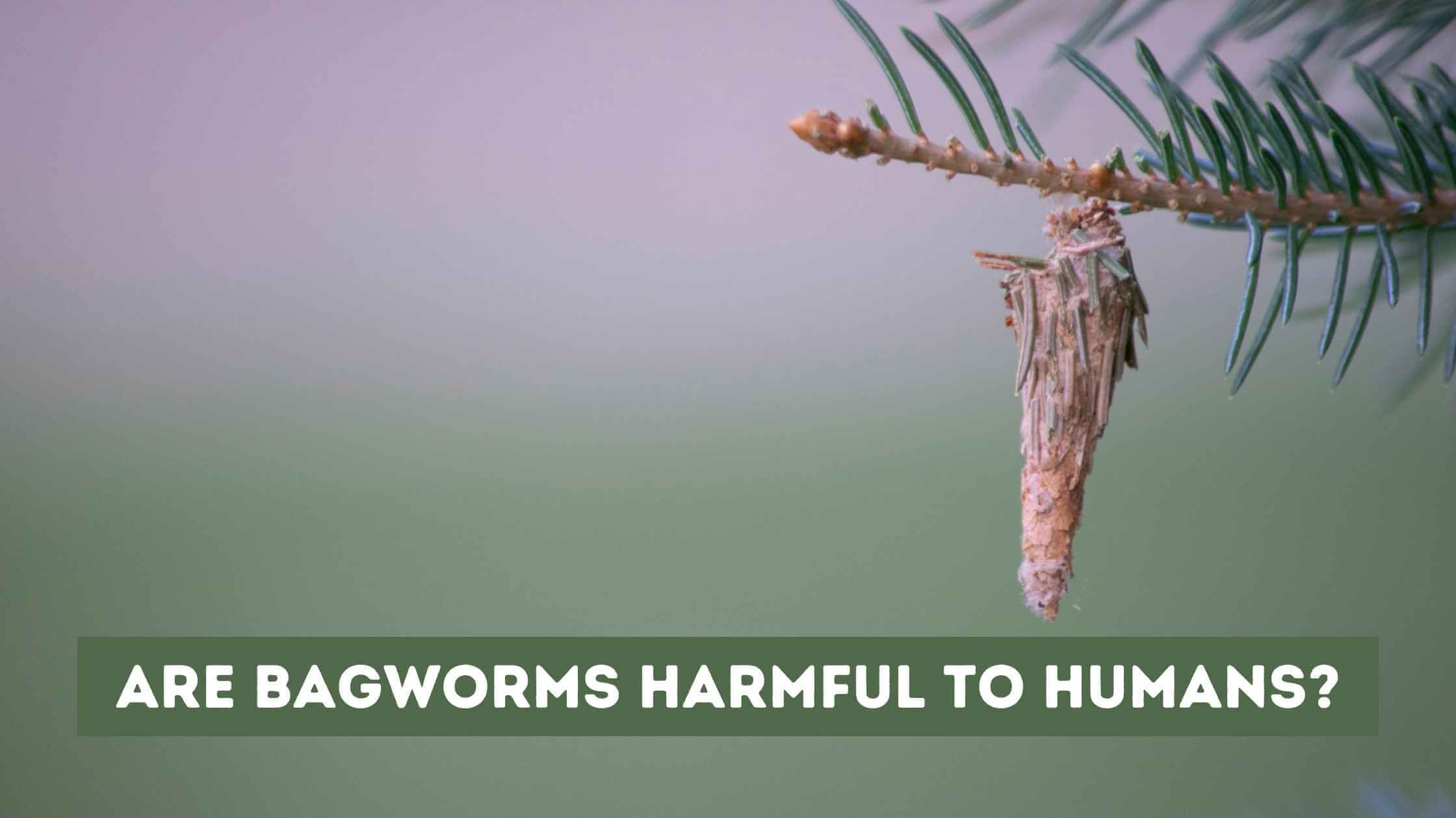 Are Bagworms Harmful to Humans