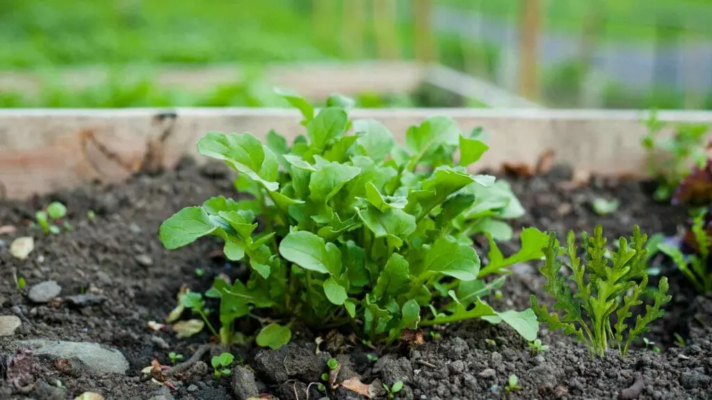 Photo of Arugula planted in a raised garden bed.