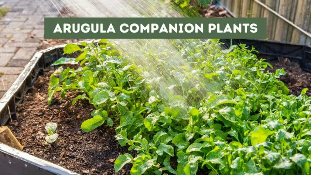 Photo of Arugula planted in a raised garden bed and being watered. Arugula Companion Plants.