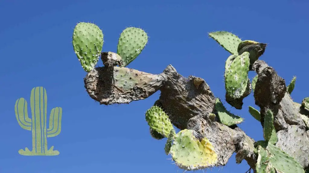 Photo of a corked cactus with the blue sky as background.