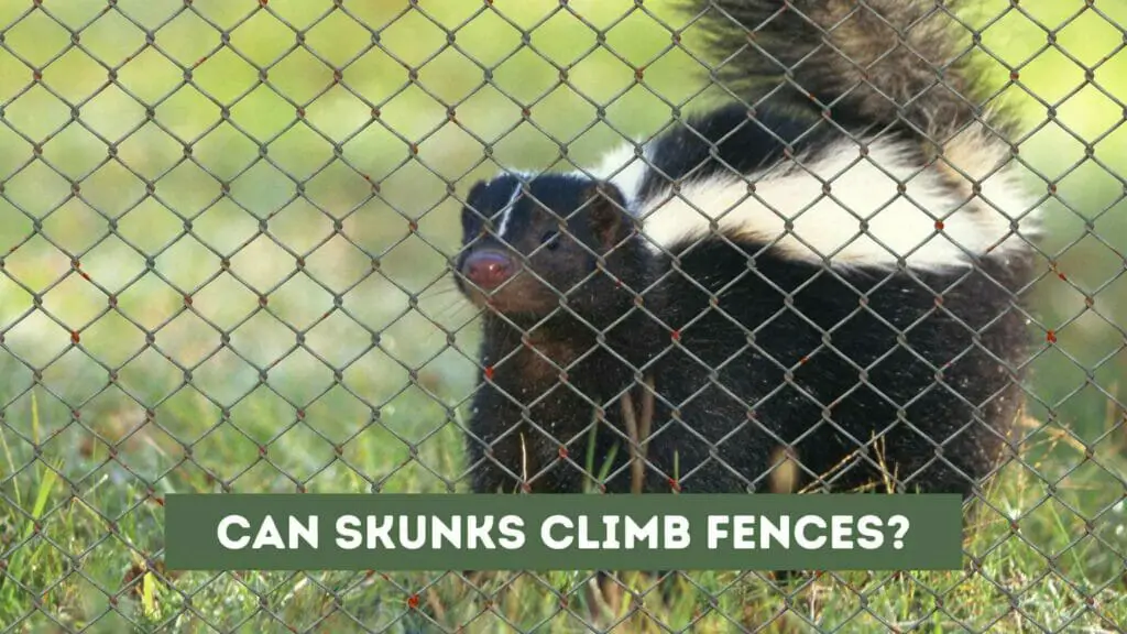 Photo of a skunk behind a fence. Can Skunks Climb Fences?