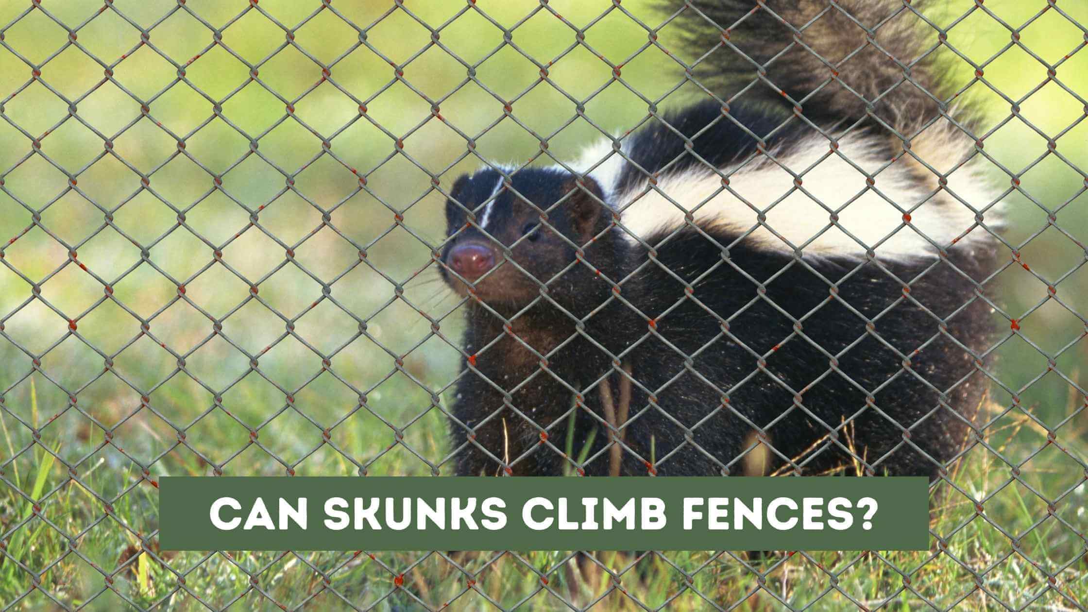 Can Skunks Climb Fences