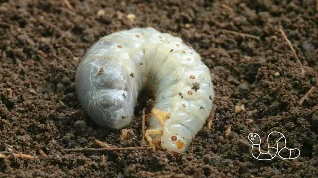 Photo closeup of a clear worm in the soil in a curled position.