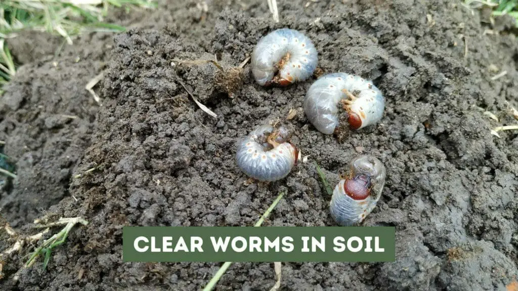 Photo of clear worms in soil.