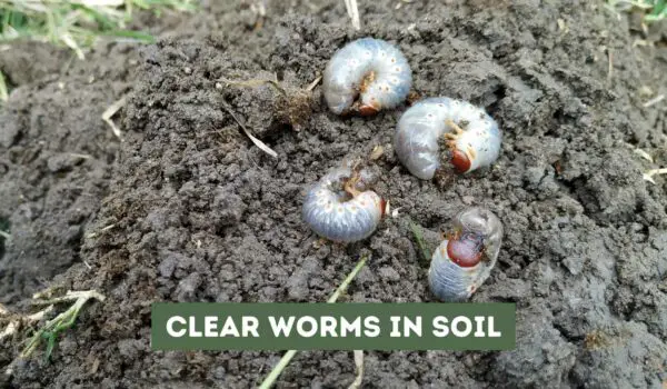 Clear Worms in Soil – Should You Worry?
