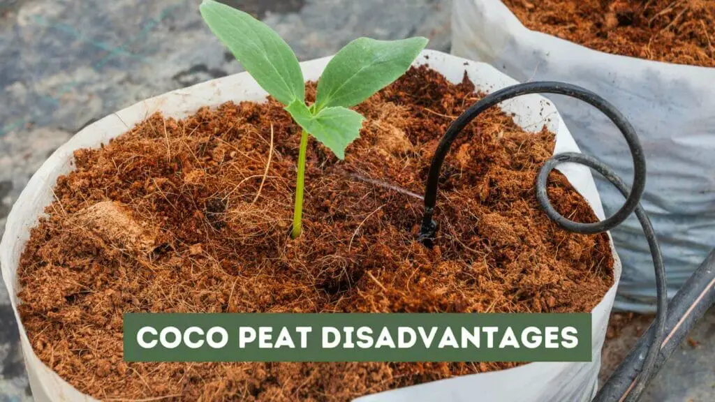 Photo of a cocumber plant on coco peat. Coco Peat Disadvantages.