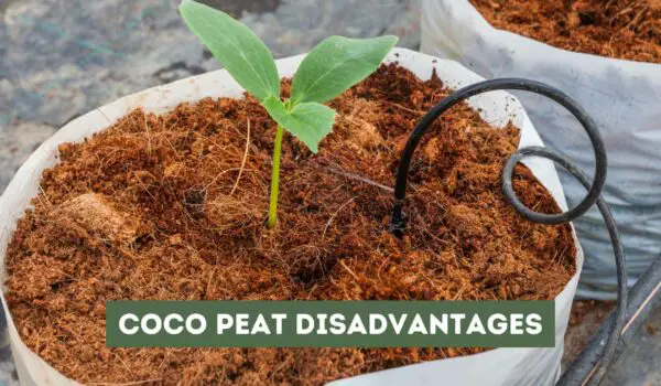 7 Coco Peat Disadvantages You Need to Know