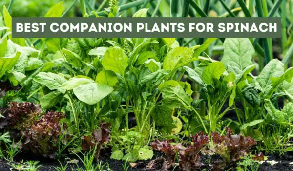 Best Companion Plants for Spinach (Growth and Pest Repel)