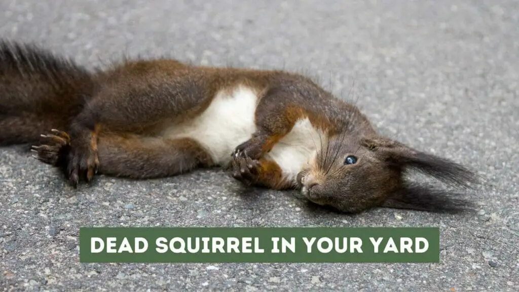 Photo of a dead squirrel on the ground. Dead Squirrel in Your Yard.