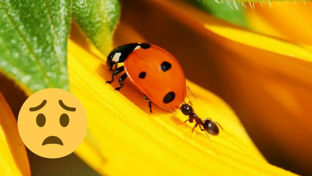 Photo of an ant attacking a ladybug.