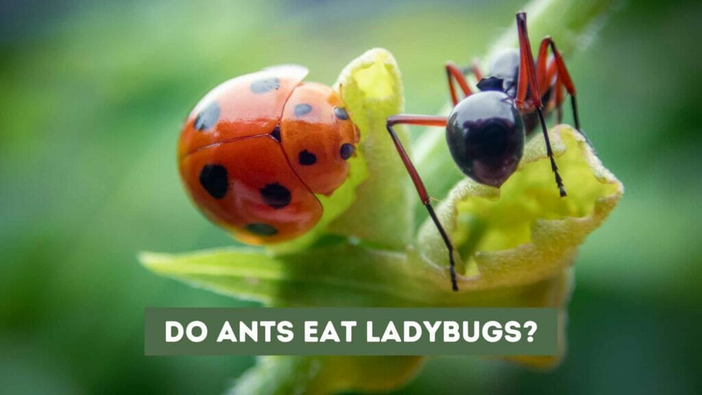Photo of an ants and a ladybug on top of the same plant. Do Ants Eat Ladybugs?