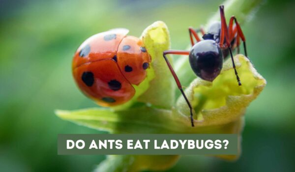 Do Ants Eat Ladybugs? The Answer May Surprise You