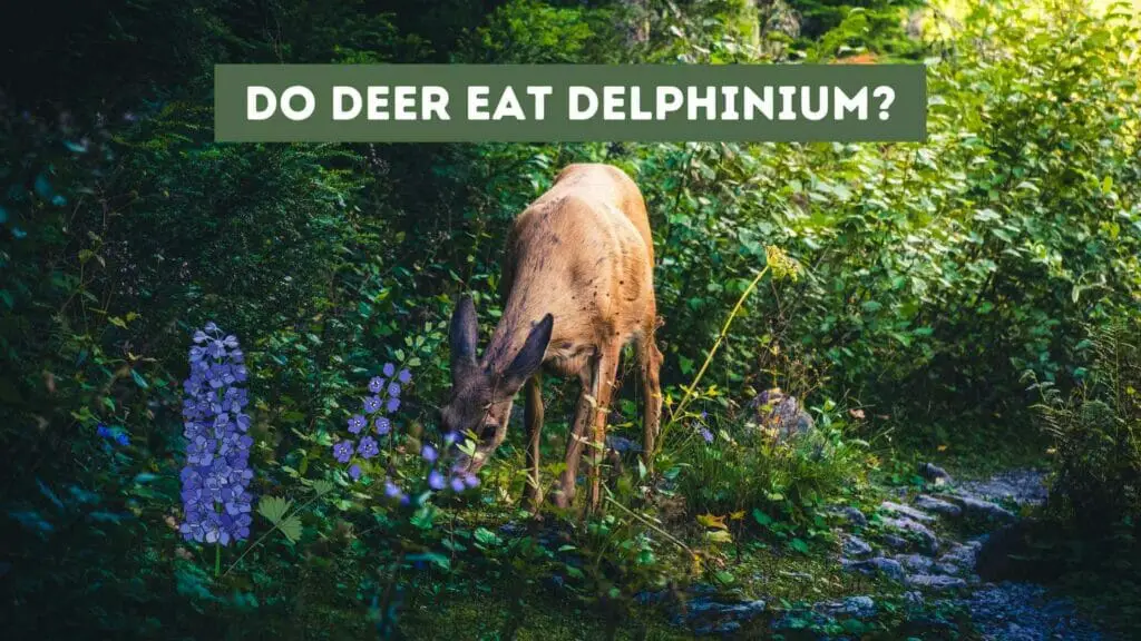 Photo of a deer eating Delphinium. Do Deer Eat Delphinium?
