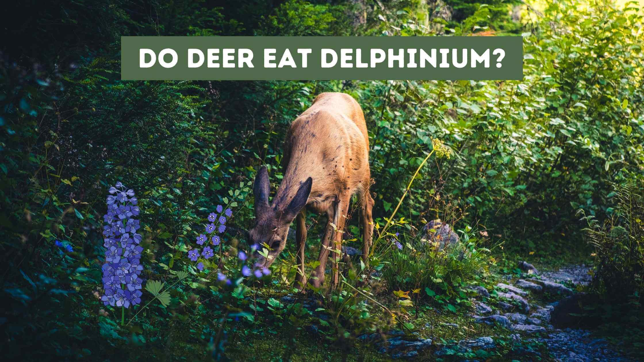 Do Deer Eat Delphinium