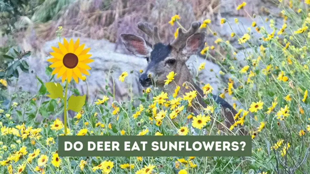 Photo of a deer in the middle of a flower field looking to a sunflower. Do Deer Eat Sunflowers?
