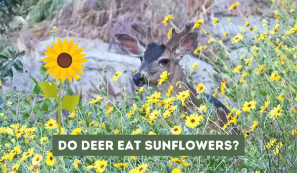 Do Deer Eat Sunflowers? A Comprehensive Guide to Deer and Sunflower Interaction