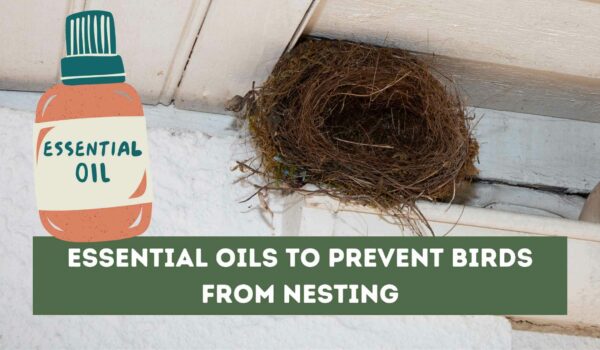 Essential Oils to Prevent Birds from Nesting (A Guide)
