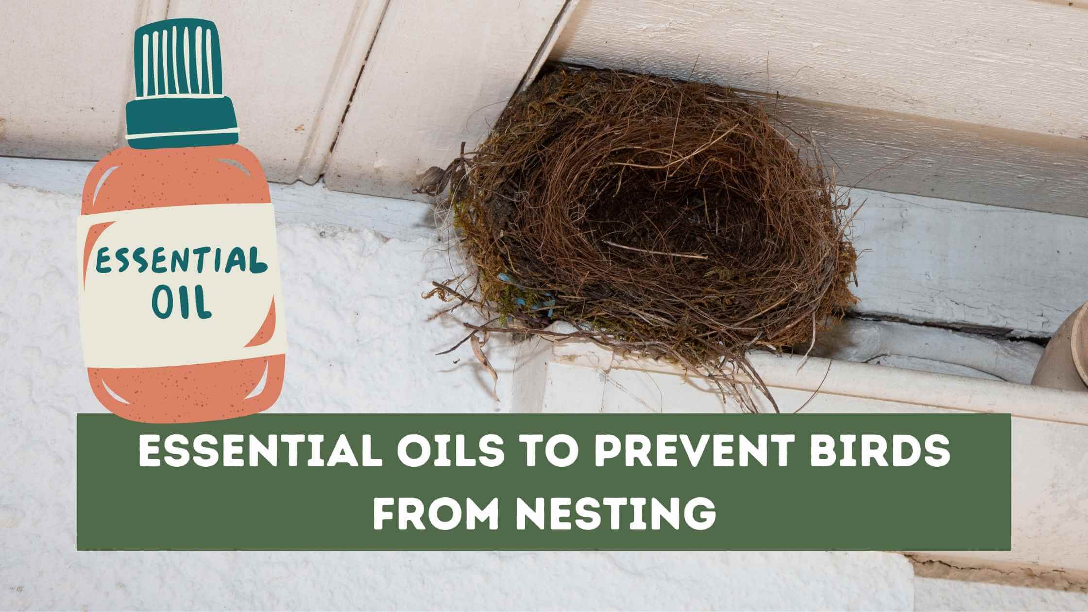 Essential Oils to Prevent Birds from Nesting